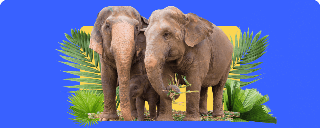 PrimeXBT donates to the Save Elephant Foundation Thailand